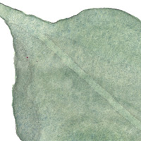 Brittlebush leaf